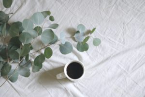Photo eucalyptus (fleurs séchées)