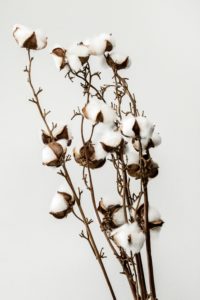 Photo fleurs de coton (fleurs séchées)